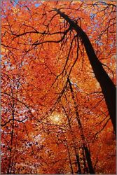 Tim Packer - Canopy of Gold Tim Packer - Canopy of Gold