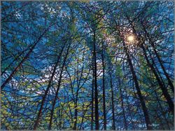 Tim Packer - Pinescape - Promise of Spring