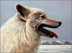 Ron Parker - Arctic Wolf Portrait