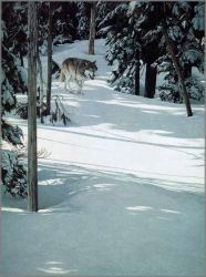 Ron Parker - Forest Trek - Gray Wolf
