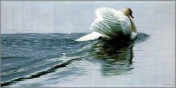 Ron Parker - Gliding Swan