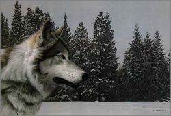 Ron Parker - Gray Wolf Portrait