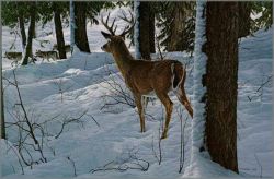 Ron Parker - Whitetail and Wolves