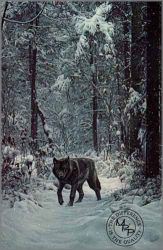 Ron Parker - Winter Encounter - Wolf
