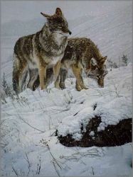 Ron Parker - Winter Storm - Coyotes