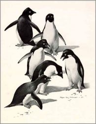 Roger Tory Peterson - Adelie Penguins