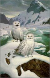 Roger Tory Peterson - Arctic Glow - Snowy Owls