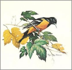 Roger Tory Peterson - Baltimore Oriole