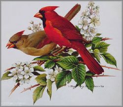 Roger Tory Peterson - Cardinal