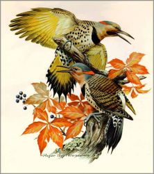 Roger Tory Peterson - Flicker