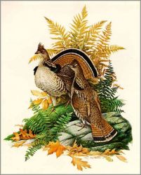 Roger Tory Peterson - Ruffed Grouse Decorator Print
