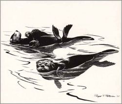 Roger Tory Peterson - Sea Otters