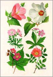 Roger Tory Peterson - Showy Wayside Flowers