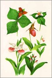Roger Tory Peterson - Wild Orchids and Trilliums