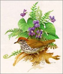 Roger Tory Peterson - Wood Thrush