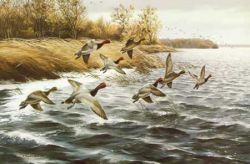 Maynard Reece - Along the Shore - Redheads