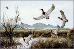 Maynard Reece - Flaring - Mallards