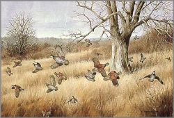 Maynard Reece - Old Tree - Bobwhites