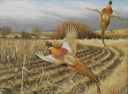 Maynard Reece - Pheasant Cover