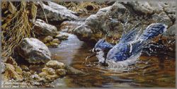 John Seerey-Lester - Bathing - Blue Jay