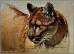 John Seerey-Lester - Cougar Head Study