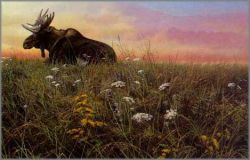 John Seerey-Lester - Daybreak - Moose