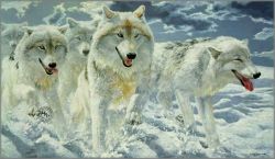 John Seerey-Lester - Night Run - Arctic Wolves