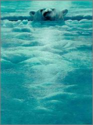 John Seerey-Lester - Polar Lookout