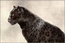 John Seerey-Lester - Regal Majesty