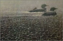 John Seerey-Lester - Sudden Rain