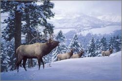 Daniel Smith - Early Snow