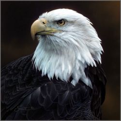 Daniel Smith - Sovereign Repose