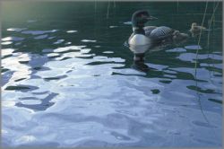 Daniel Smith - Testing the Waters