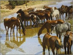 Tucker Smith - Shallow Water