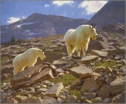 Tucker Smith - Glacier Goats
