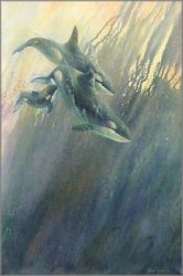 Linda Thompson - Orca-Stration