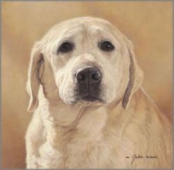 John Weiss - Maggie: Portrait of a Friend John Weiss - Maggie: Portrait of a Friend