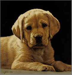 John Weiss - Pick of the Litter John Weiss - Pick of the Litter