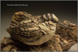 Paul Brunelle - American Woodcock